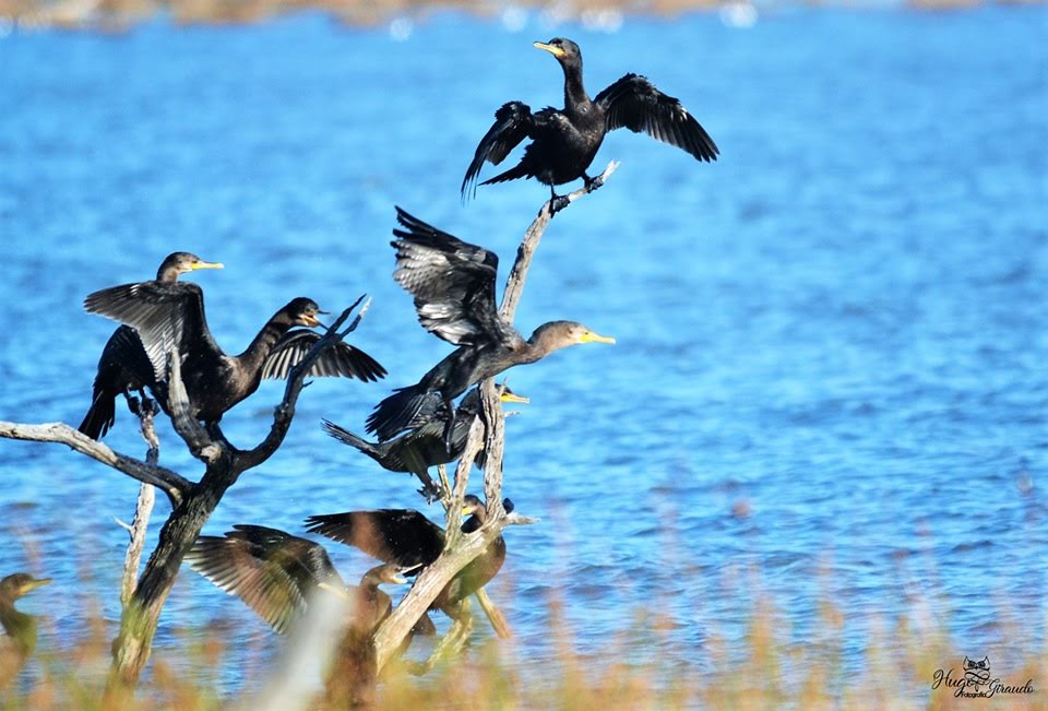 Avistaje de aves en Miramar
