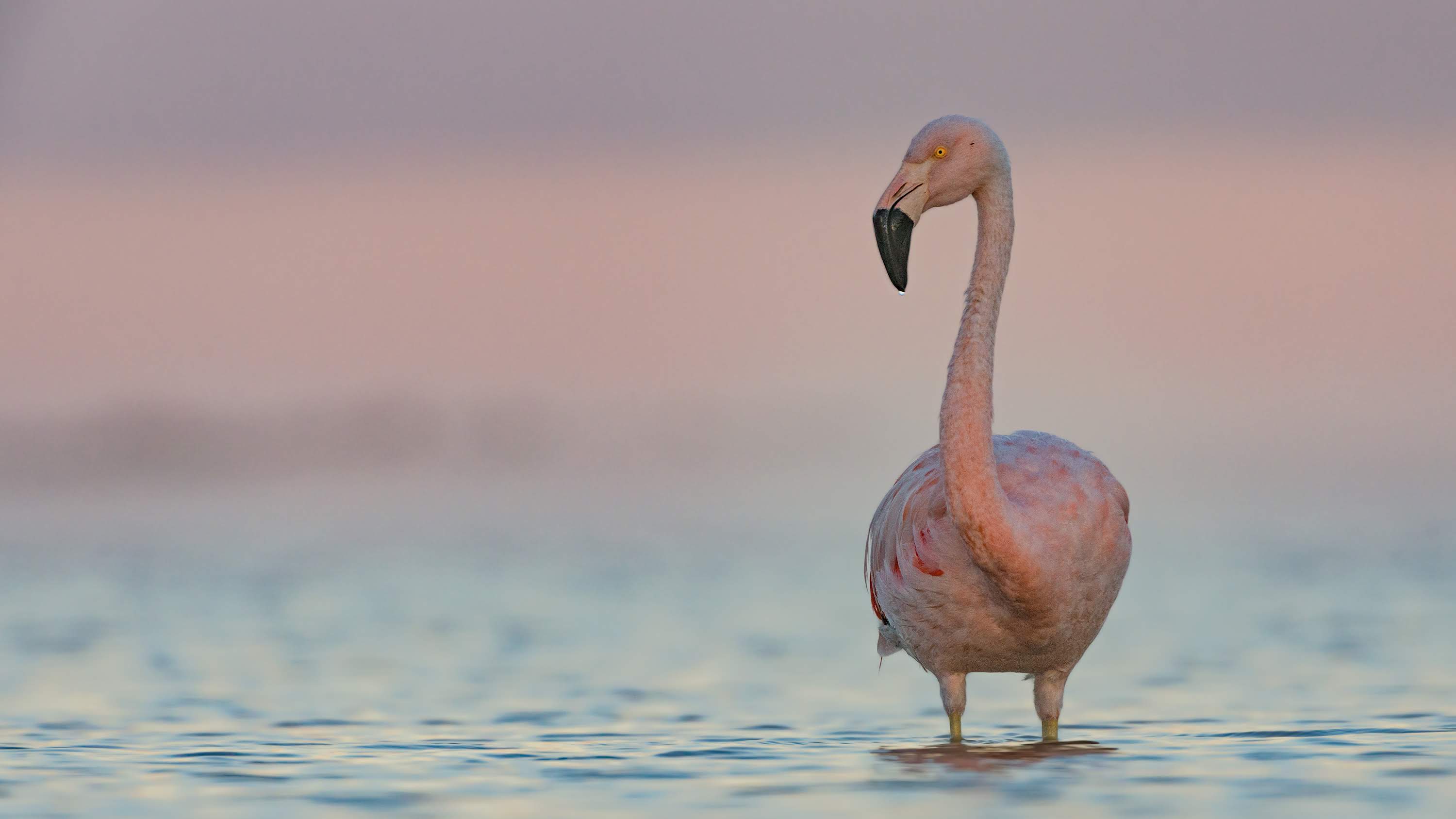 Parque Nacional Ansenuza
